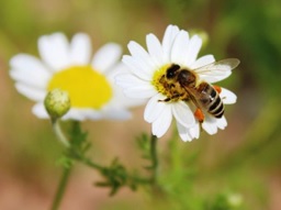 El equipo de Medioambiente de Mersey en Reino Unido cuida de la biodiversidad en Halton
