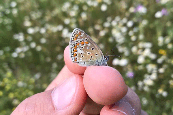 A FCC Construcción employee develops two sustainable projects for butterflies