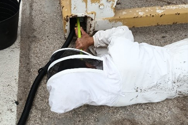 A swarm of bees rescued in the FCC Construcción Machinery Park
